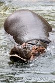 NND02118069 nijlpaard / Hippopotamus amphibius