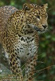 NDE01122337 Sri Lanka panter/ Panthera pardus kotiya