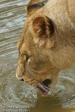 NDE01122340 Afrikaanse leeuw / Panthera leo