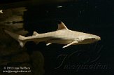 NDE01122399 Zwartpuntrifhaai / Carcharhinus melanopterus