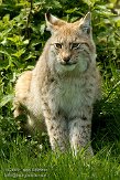 NGP02092697 Euraziatische lynx / Lynx lynx