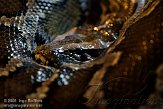 NRI01100012 Birmese python / Python molurus bivittatus