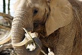 NOD01081400 Zuid-Afrikaanse olifant / Loxodonta africana africana