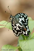 NVW01108968 Limoenvlinder / Papilio demoleus