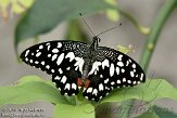 NVW01108970 Limoenvlinder / Papilio demoleus