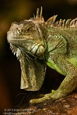 NRA01127020 groene leguaan / Iguana iguana
