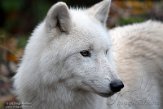 NAA01215129 Hudson Bay wolf / Canis lupus hudsonicus