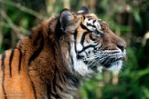 NBZ01230743 Sumatraanse tijger / Panthera tigris sumatrae