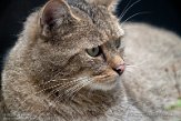 NFF01224450 Europese wilde kat / Felis silvestris silvestris