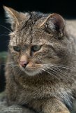 NFF01224459 Europese wilde kat / Felis silvestris silvestris