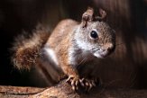 NFF01224483 Amerikaanse rode eekhoorn / Tamiasciurus hudsonicus