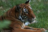 CASZ1137746 Maleise tijger / Panthera tigris jacksoni