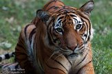 CASZ1137753 Maleise tijger / Panthera tigris jacksoni