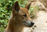 CASD1138543 Nieuw-Guinea zingende hond / Canis lupus hallstromi