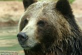 CASF1137609 grizzlybeer / Ursus arctos horribilis