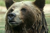 CASF1137632 grizzlybeer / Ursus arctos horribilis