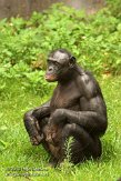 FLJZ1124679 bonobo / Pan paniscus