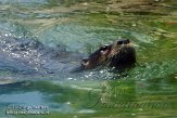 FLLP1123702 Noord-Amerikaanse otter / Lontra canadensis