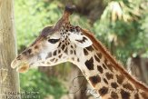 FLLP1123734 Masaigiraf / Giraffa camelopardalis tippelskirchi