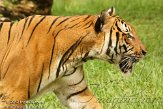 FLZM1124247 Maleise tijger / Panthera tigris jacksoni