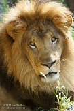 MAFP1155768 Afrikaanse leeuw / Panthera leo