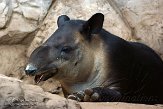 MAFP1155774 Bairds tapir / Tapirus bairdii
