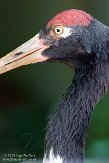 MASZ1155839 zwarthalskraanvogel / Grus nigricollis