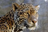 MASZ1155897 jaguar / Panthera onca