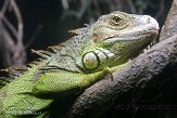 NJAA1146440 groene leguaan / Iguana iguana