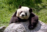 AST1J061556 reuzenpanda / Ailuropoda melanoleuca