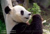 AST5J061715 reuzenpanda / Ailuropoda melanoleuca