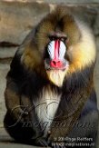 BZA1K060016 mandril / Mandrillus sphinx
