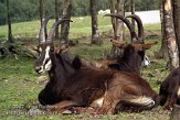 BMS1K073924 zwarte paardantilope / Hippotragus niger