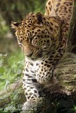 BMS3K073987 Amoerpanter / Panthera pardus orientalis