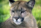 BOZ3J041150 poema / Puma concolor