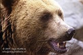 BOZ3D073253 bruine beer / Ursus arctos