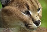 BOZ5D073323 caracal / Caracal caracal