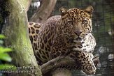 BOZ7D073415 panter / Panthera pardus