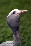 BPP1K073738 paradijskraanvogel / Grus paradisea