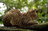 FFA4K060468 geoffroykat / Leopardus geoffroyi