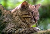 FFA4K060471 geoffroykat / Leopardus geoffroyi