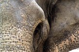 FZM3K073728 Aziatische olifant / Elephas maximus