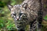 DTB2K071855 geoffroykat / Leopardus geoffroyi
