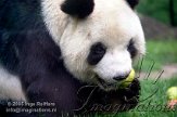 DZB3J050738 reuzenpanda / Ailuropoda melanoleuca