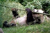 DZB3J050759 reuzenpanda / Ailuropoda melanoleuca
