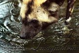 DZB4K050797 Afrikaanse wilde hond / Lycaon pictus