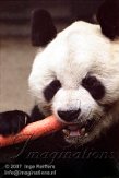 DZB3K072063 reuzenpanda / Ailuropoda melanoleuca