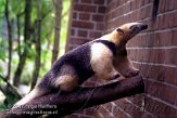 DZD2K071137 zuidelijke tamandoea / Tamandua tetradactyla