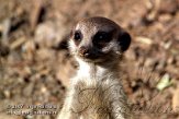 DZD3K071148 stokstaartje / Suricata suricatta