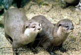 DGD1J051222 Aziatische kleinklauwotter / Aonyx cinerea